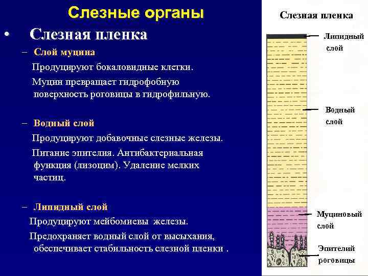  • Слезные органы Слезная пленка – Слой муцина Продуцируют бокаловидные клетки. Муцин превращает