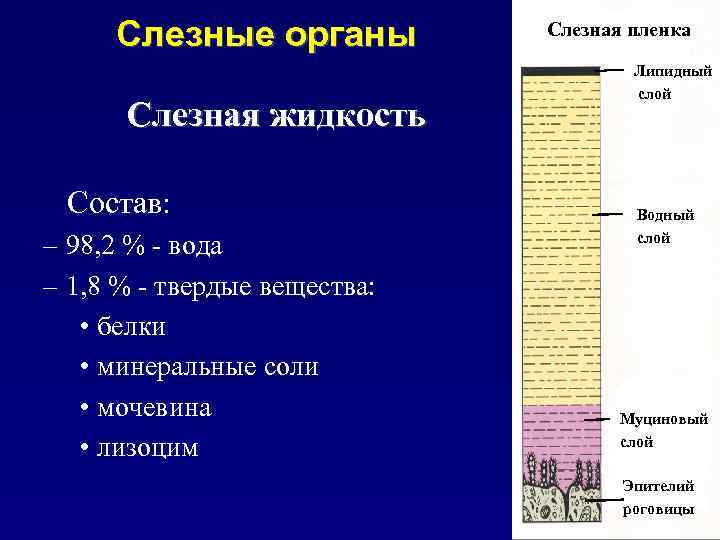 Слезные органы Слезная жидкость Состав: – 98, 2 % - вода – 1, 8