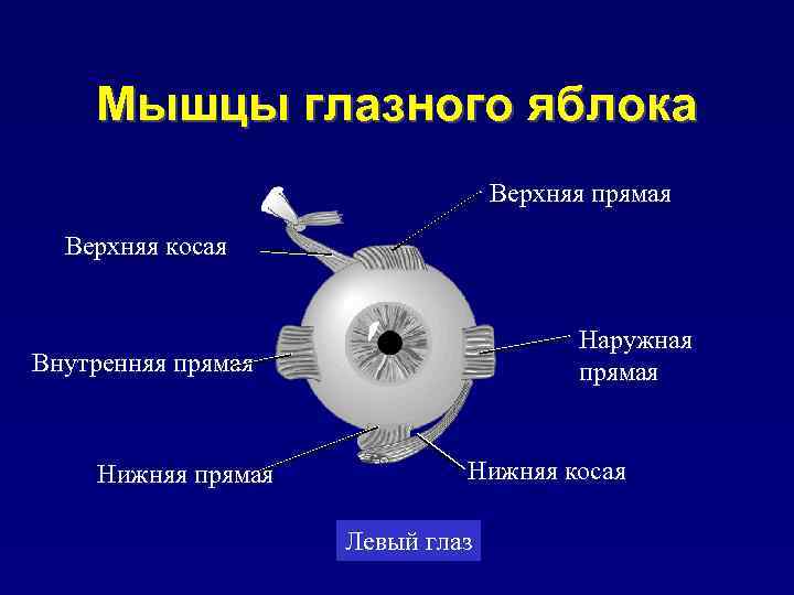 Мышцы глазного яблока Верхняя прямая Верхняя косая Наружная прямая Внутренняя прямая Нижняя косая Левый