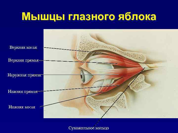 Мышцы глазного яблока Верхняя косая Верхняя прямая Наружная прямая Нижняя косая Сухожильное кольцо 