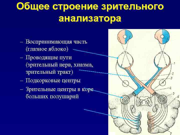 Зрительный анализатор методы