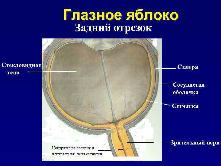 Глазное яблоко рисунок анатомия