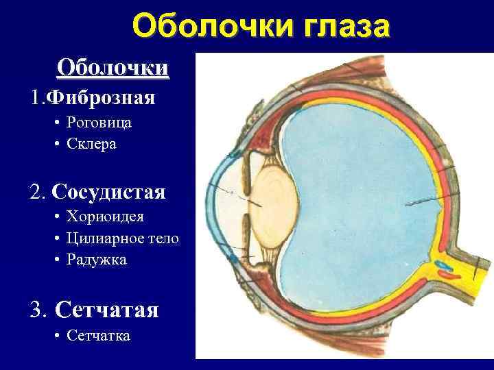 Хориоидея глаза. Функции собственно сосудистой оболочки глаза. Сосудистая оболочка глаза хориоидея. Наружная фиброзная оболочка глазного яблока. Сосудистая оболочка глаза функции.