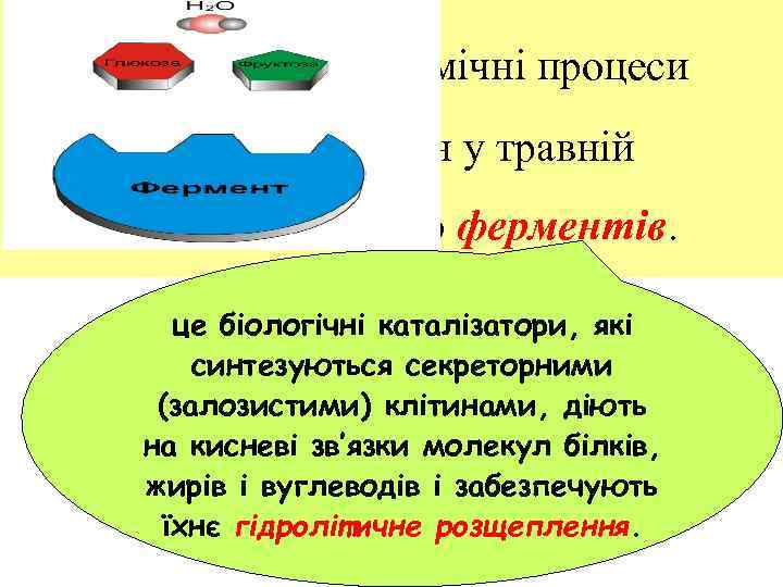 Травлення - це біохімічні процеси перетворення речовин у травній системі за допомогою ферментів. це