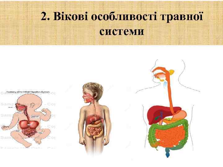 2. Вікові особливості травної системи 