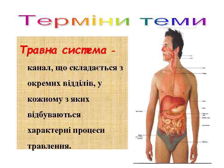 Травна система - канал, що складається з окремих відділів, у кожному з яких відбуваються