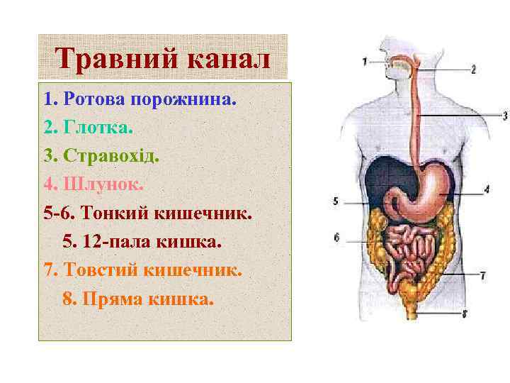 Травний канал 1. Ротова порожнина. 2. Глотка. 3. Стравохід. 4. Шлунок. 5 -6. Тонкий