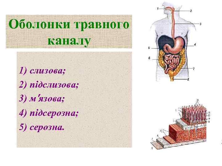 Оболонки травного каналу 1) слизова; 2) підслизова; 3) м′язова; 4) підсерозна; 5) серозна. 
