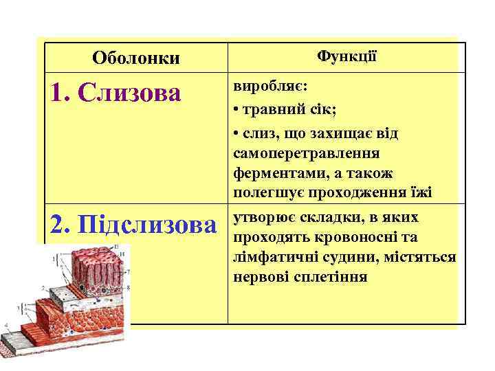 Оболонки 1. Слизова 2. Підслизова Функції виробляє: • травний сік; • слиз, що захищає