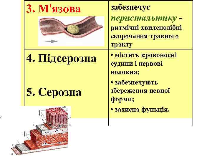 3. М′язова забезпечує перистальтику - ритмічні хвилеподібні скорочення травного тракту 4. Підсерозна 5. Серозна