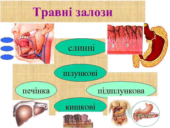 Травні залози слинні шлункові печінка підшлункова кишкові 