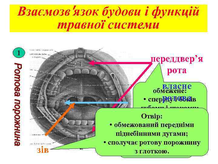 Взаємозв′язок будови і функцій травної системи 1 переддвер’я рота власне зів обмежене: ротова •