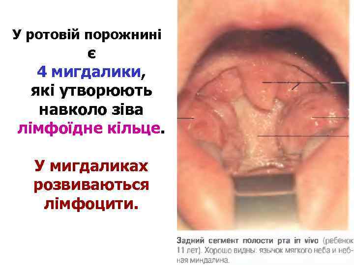 У ротовій порожнині є 4 мигдалики, які утворюють навколо зіва лімфоїдне кільце. У мигдаликах