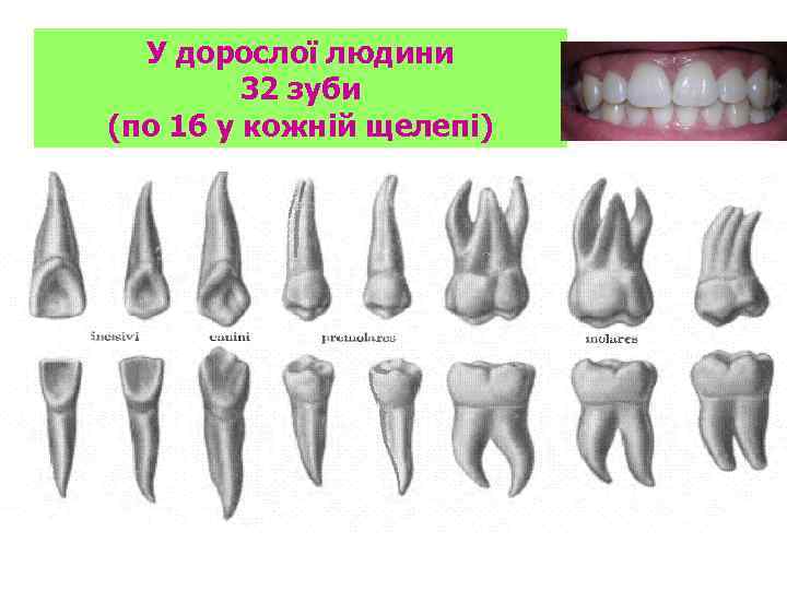 У дорослої людини 32 зуби (по 16 у кожній щелепі) 