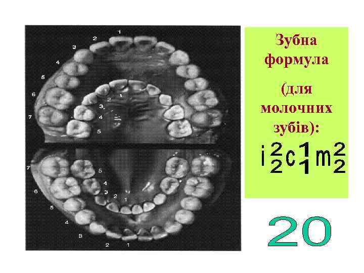 Зубна формула (для молочних зубів): 