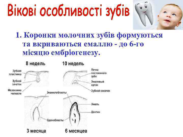 1. Коронки молочних зубів формуються та вкриваються емаллю - до 6 -го місяцю ембріогенезу.