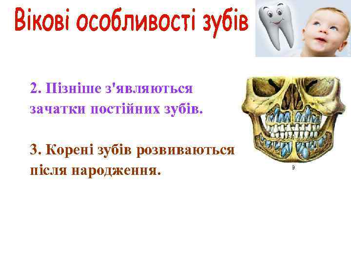2. Пізніше з'являються зачатки постійних зубів. 3. Корені зубів розвиваються після народження. 