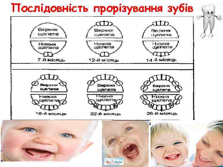 Послідовність прорізування зубів 