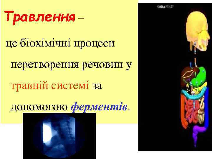 Травлення – це біохімічні процеси перетворення речовин у травній системі за допомогою ферментів. 