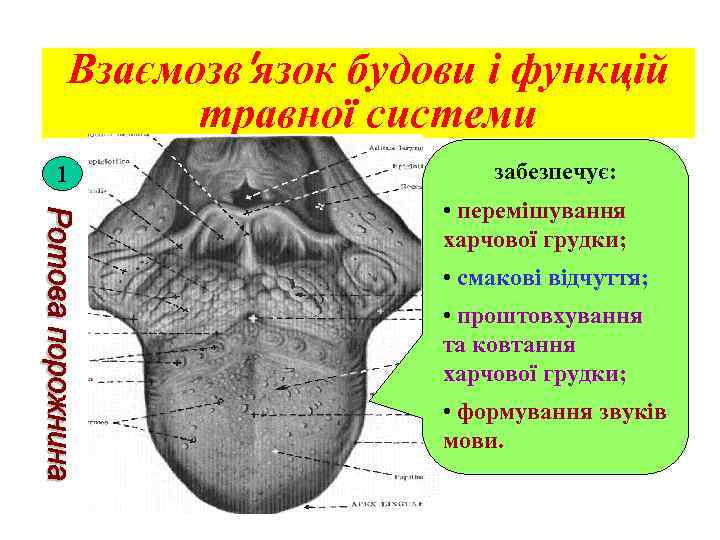 Взаємозв′язок будови і функцій травної системи забезпечує: 1 • перемішування харчової грудки; • смакові