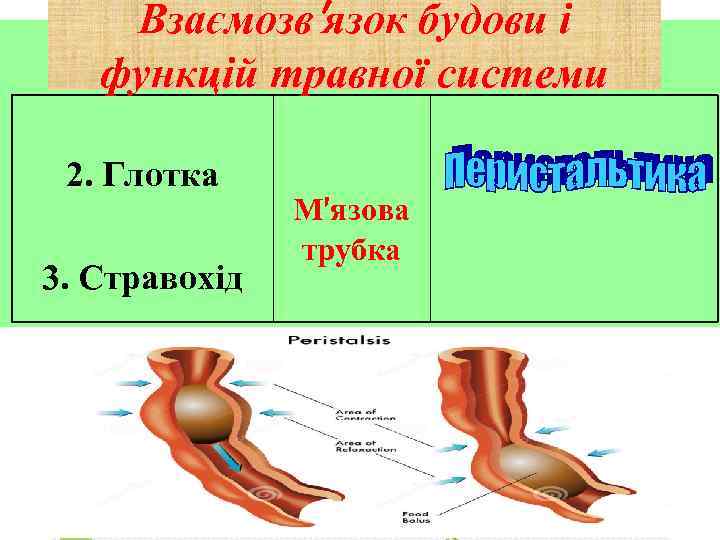 Взаємозв′язок будови і функцій травної системи 2. Глотка 3. Стравохід М′язова трубка 