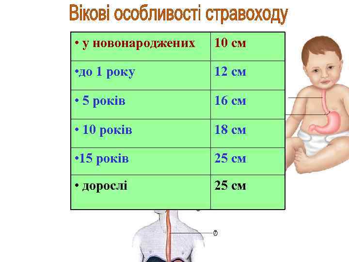  • у новонароджених 10 см • до 1 року 12 см • 5