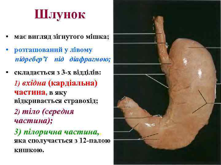 Шлунок • має вигляд зігнутого мішка; • розташований у лівому підребер’ї під діафрагмою; •