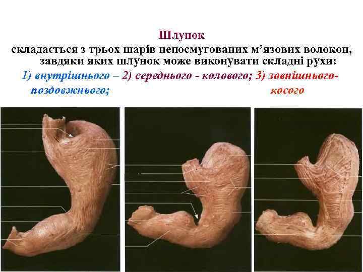 Шлунок складається з трьох шарів непосмугованих м’язових волокон, завдяки яких шлунок може виконувати складні