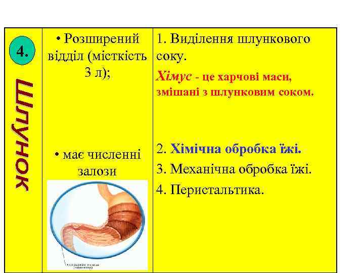 4. • Розширений 1. Виділення шлункового відділ (місткість соку. 3 л); Хімус - це