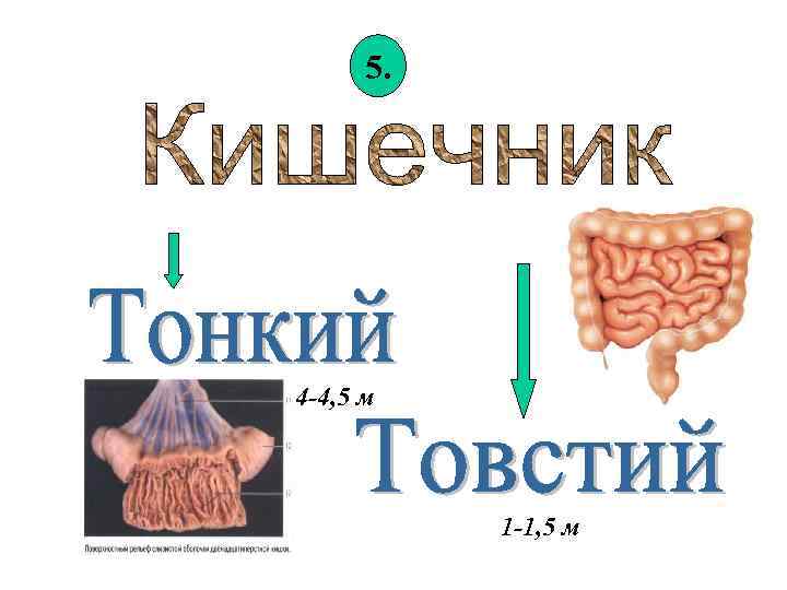 5. 4 -4, 5 м 1 -1, 5 м 