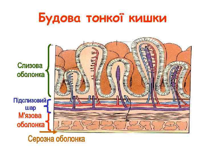 Будова тонкої кишки 