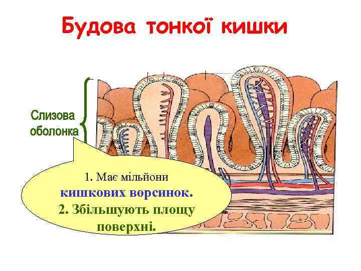 Будова тонкої кишки 1. Має мільйони кишкових ворсинок. 2. Збільшують площу поверхні. 