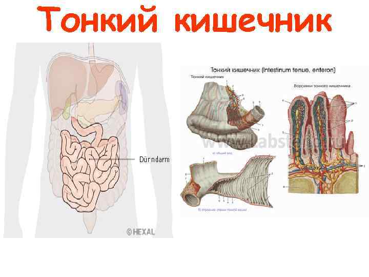 Тонкий кишечник 