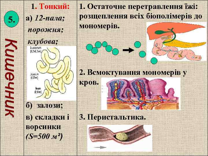 5. 1. Тонкий: а) 12 -пала; порожня; клубова; 1. Остаточне перетравлення їжі: розщеплення всіх