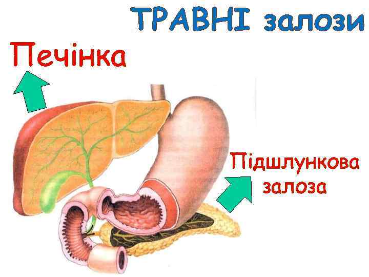 Печінка ТРАВНІ залози Підшлункова залоза 