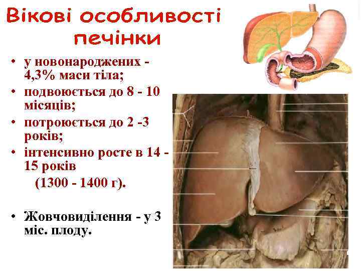  • у новонароджених - 4, 3% маси тіла; • подвоюється до 8 -