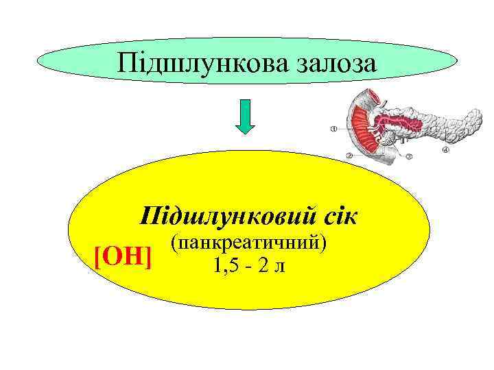 Підшлункова залоза Підшлунковий сік (панкреатичний) [ОН] 1, 5 - 2 л 