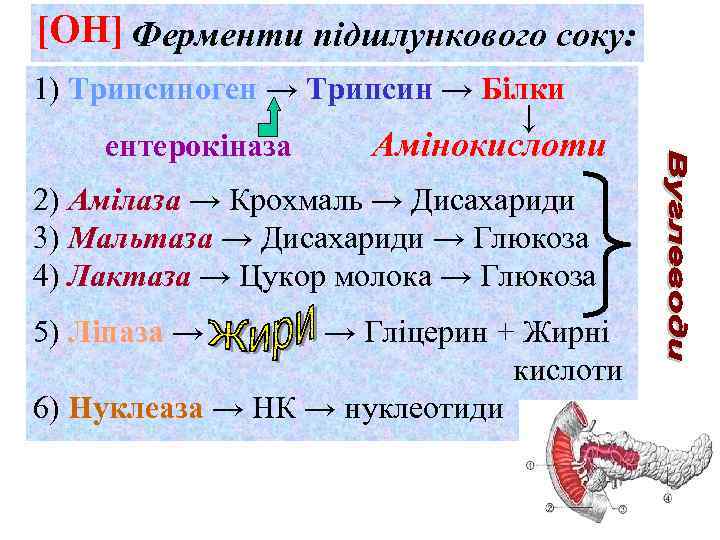 [ОН] Ферменти підшлункового соку: 1) Трипсиноген → Трипсин → Білки ↓ ентерокіназа Амінокислоти 2)
