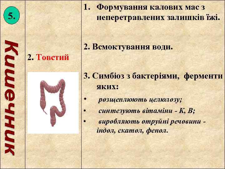 1. Формування калових мас з неперетравлених залишків їжі. 5. 2. Всмоктування води. 2. Товстий