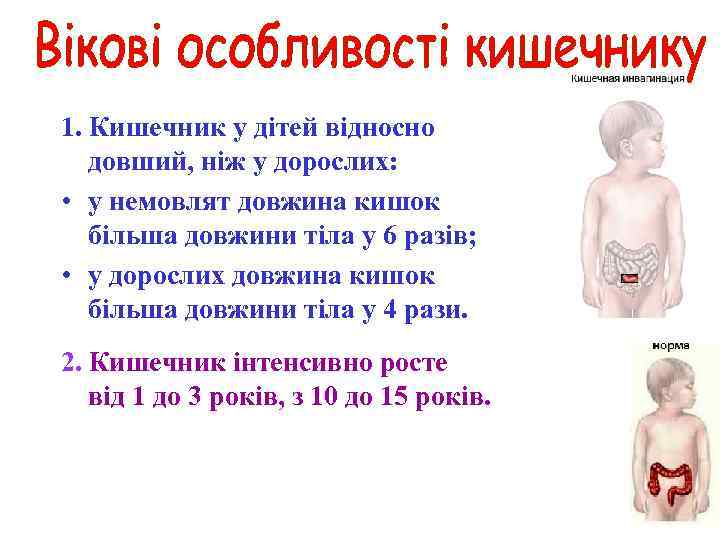 1. Кишечник у дітей відносно довший, ніж у дорослих: • у немовлят довжина кишок