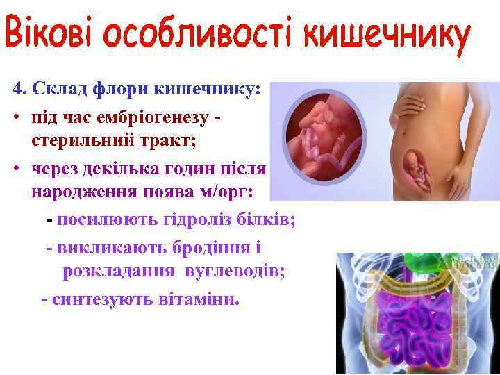 4. Склад флори кишечнику: • під час ембріогенезу - стерильний тракт; • через декілька