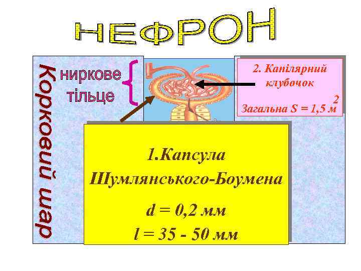 2. Капілярний клубочок 2 Загальна S = 1, 5 м 1. Капсула Шумлянського-Боумена d