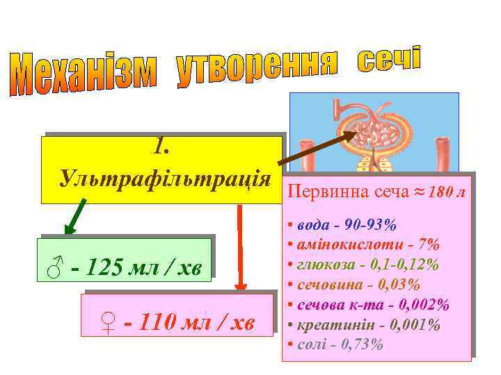 1. Ультрафільтрація ♂ - 125 мл / хв ♀ - 110 мл / хв