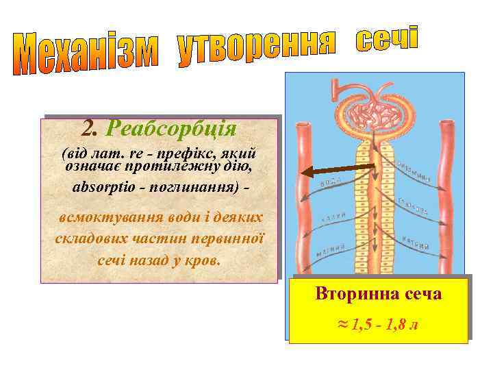 2. Реабсорбція (від лат. re - префікс, який означає протилежну дію, absorptio - поглинання)