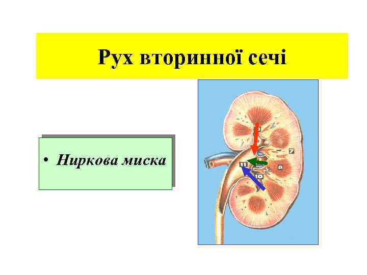 Рух вторинної сечі • Ниркова миска 