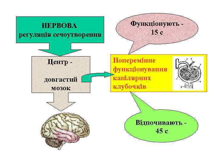 НЕРВОВА регуляція сечоутворення Центр довгастий мозок Функціонують 15 с Поперемінне функціонування капілярних клубочків Відпочивають