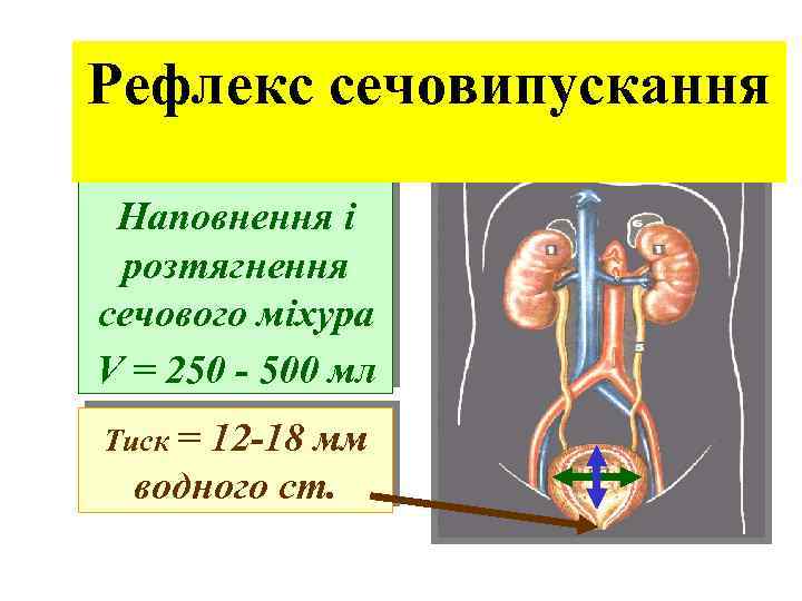 Рефлекс сечовипускання Наповнення і розтягнення сечового міхура V = 250 - 500 мл Тиск