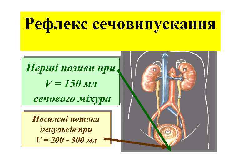 Рефлекс сечовипускання Перші позиви при V = 150 мл сечового міхура Посилені потоки імпульсів