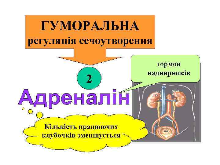 ГУМОРАЛЬНА регуляція сечоутворення 2 Кількість працюючих клубочків зменшується гормон наднирників 