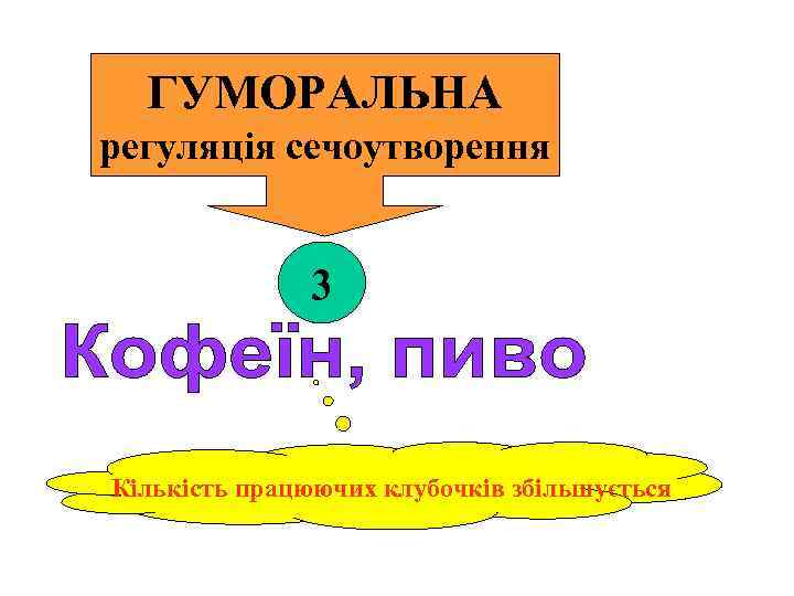 ГУМОРАЛЬНА регуляція сечоутворення 3 Кількість працюючих клубочків збільшується 